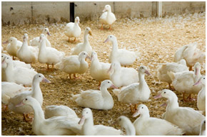 White Pekin Ducks