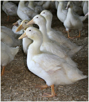 White Pekin Ducks