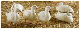 Ducks in bedding