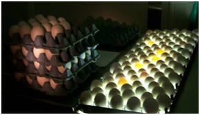 Hatchery Eggs